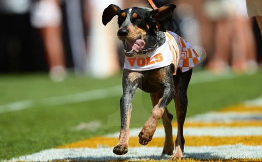 Smokey the coonhound running on football field