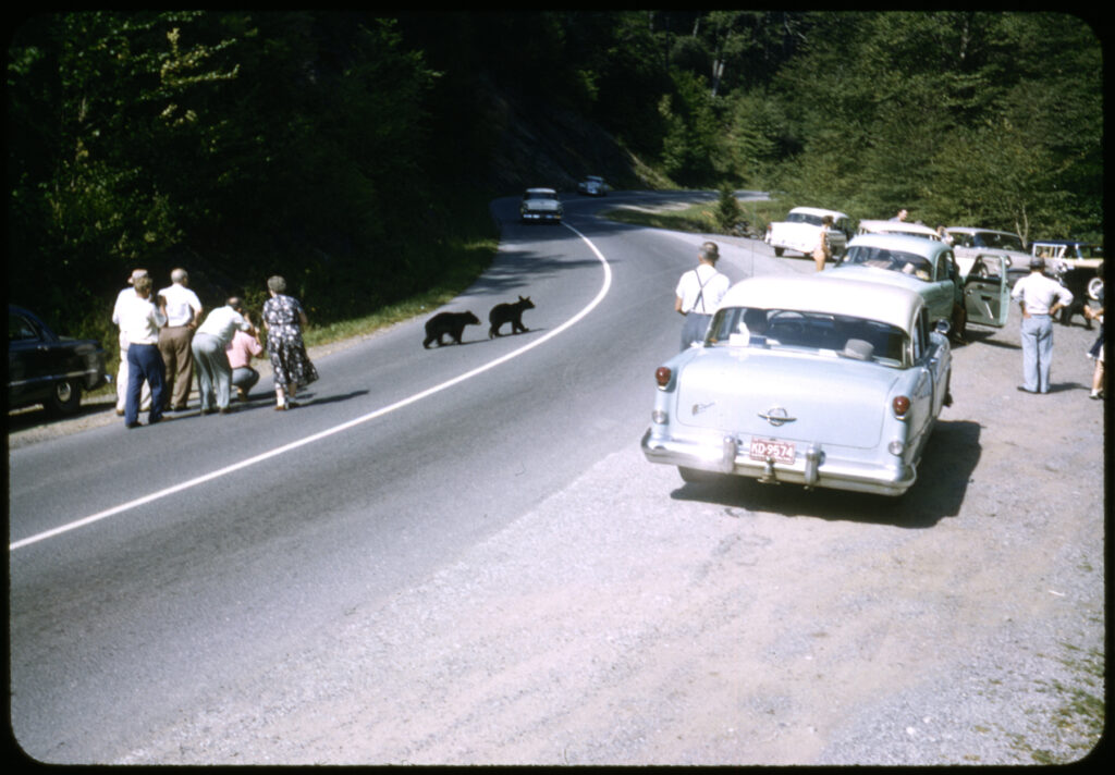 Tourists gawk at bear cubs in this Kodachrome slide from 1957